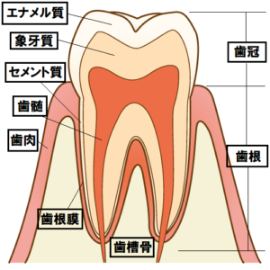 歯の構造